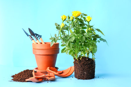 Rose plant and gardening tools on color background