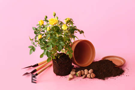 Rose plant and gardening tools on color backgroundの写真素材