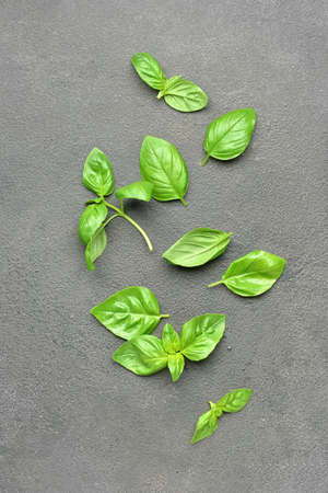 fresh basil leaves on gray background