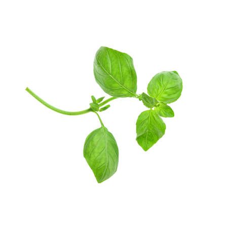 fresh basil on white backgroundの写真素材