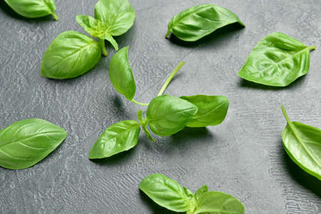 Fresh basil leaves on dark background, closeup