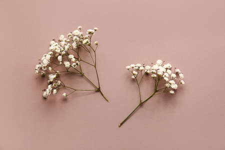 Beautiful gypsophila flowers on color backgroundの写真素材