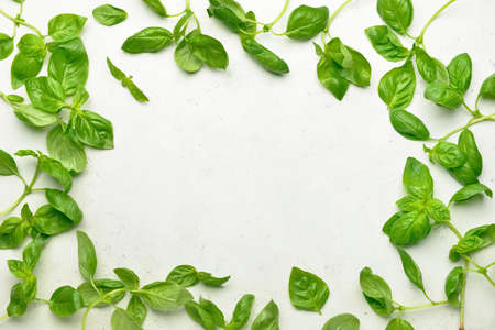 Frame made of fresh basil leaves on light backgroundの写真素材