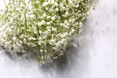 Beautiful gypsophila flowers on white backgroundの写真素材