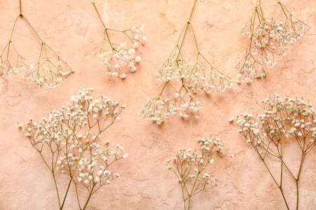 Beautiful gypsophila flowers on color background