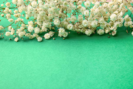 Beautiful gypsophila flowers on color background