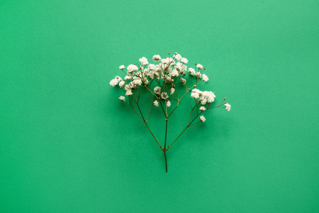 Beautiful gypsophila flowers on color background