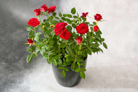 Beautiful red roses in pot on black and white backgroundの写真素材