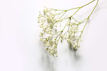 Beautiful gypsophila flowers on white backgroundの写真素材