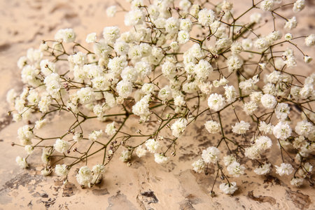 Beautiful gypsophila flowers on color backgroundの写真素材