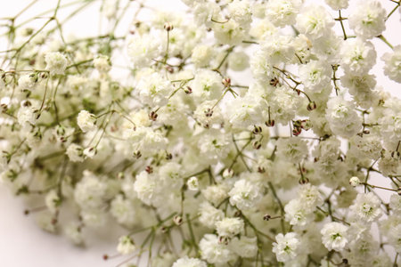 Beautiful gypsophila flowers on white background, closeupの写真素材
