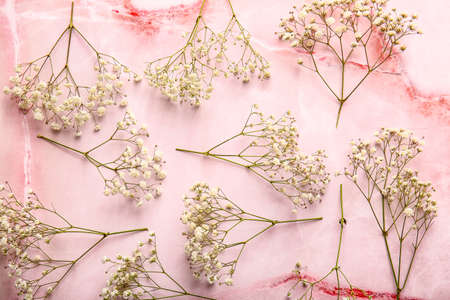 Beautiful gypsophila flowers on color backgroundの写真素材