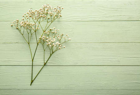 Beautiful gypsophila flowers on color wooden backgroundの写真素材