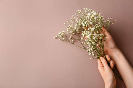 Female hands with beautiful gypsophila flowers on color backgroundの写真素材