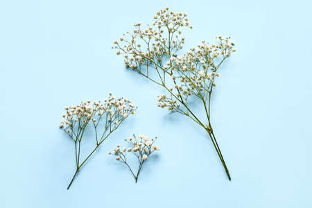 Beautiful gypsophila flowers on color backgroundの写真素材