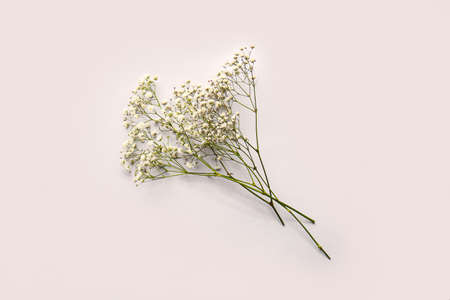 Beautiful gypsophila flowers on light background
