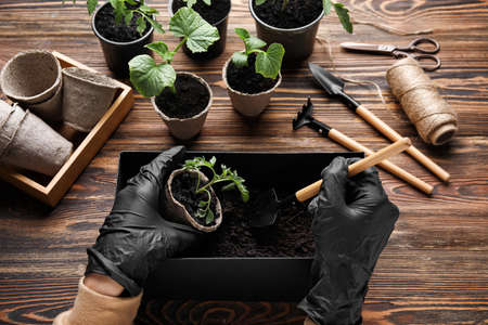 Woman setting out young plants in pots on wooden background