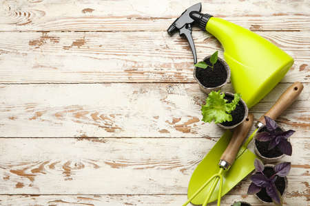 Plants seedlings in peat pots and gardening tools on light wooden backgroundの写真素材