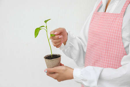 Woman holding plant seedling in peat pot on light backgroundの写真素材