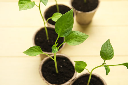 Plants seedlings in peat pots on color wooden backgroundの写真素材