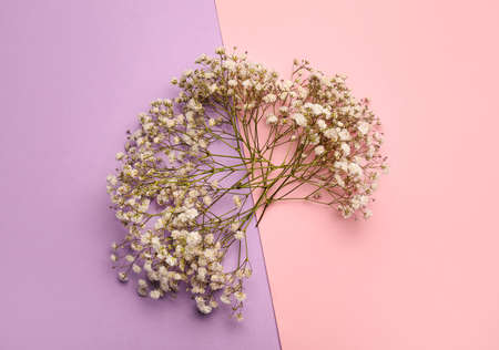 Beautiful gypsophila flowers on color backgroundの写真素材