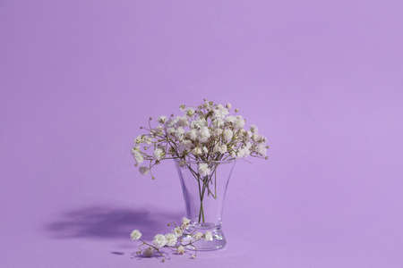 Glass with beautiful gypsophila flowers on color backgroundの写真素材