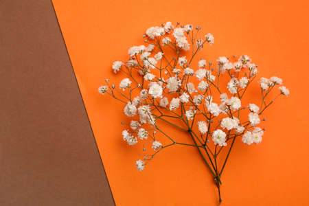 Beautiful gypsophila flowers on color backgroundの写真素材