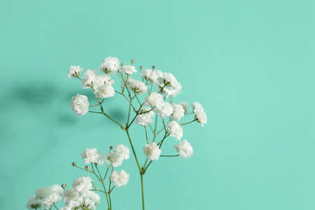 Beautiful gypsophila flowers on color backgroundの写真素材