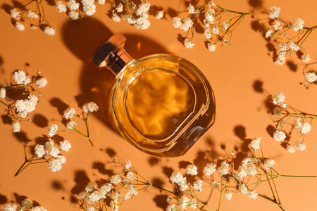 Beautiful gypsophila flowers and perfume on color background