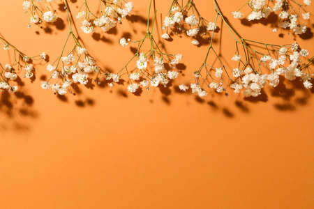 Beautiful gypsophila flowers on color background