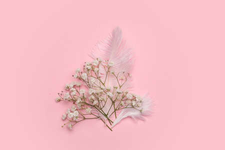 Beautiful gypsophila flowers and feathers on color backgroundの写真素材