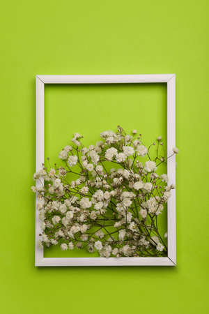 Beautiful gypsophila flowers and frame on color background