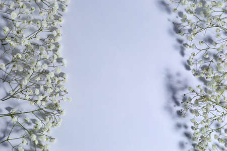 Beautiful gypsophila flowers on light background
