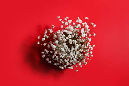 Vase with beautiful gypsophila flowers on color backgroundの写真素材