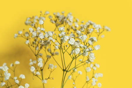 Beautiful gypsophila flowers on color background