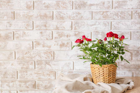 Beautiful red roses in pot on table near brick wallの写真素材