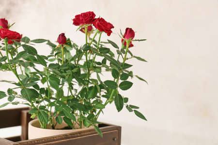 Beautiful red roses in pot on light backgroundの写真素材