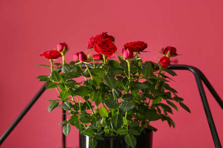 Beautiful red roses in pot on shelf near color wallの写真素材
