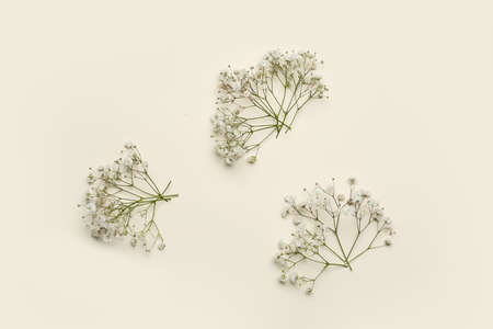 Beautiful gypsophila flowers on color backgroundの写真素材