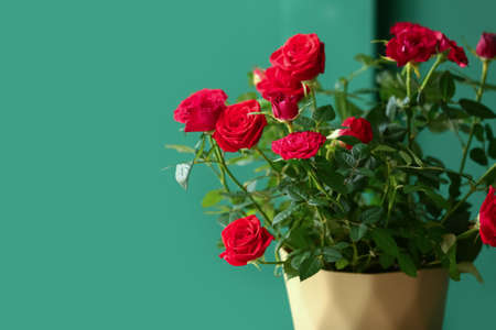 Beautiful red roses in pot on color background, closeupの写真素材