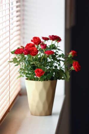Beautiful red roses in pot on windowsillの写真素材