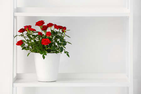 Beautiful red roses in pot on shelf near white wallの写真素材