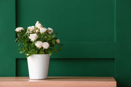 Beautiful white roses in pot on shelf near color wallの写真素材