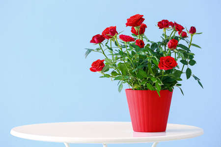 Beautiful red roses in pot on table near color wallの写真素材