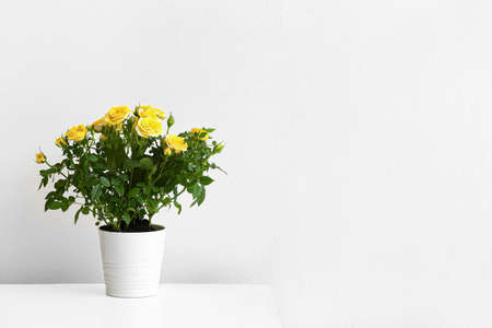 Beautiful yellow roses in pot on shelf near light wallの写真素材