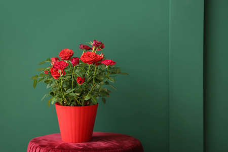 Beautiful red rose in pot on chair near color wallの写真素材