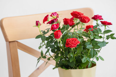 Beautiful red rose in pot on chairの写真素材