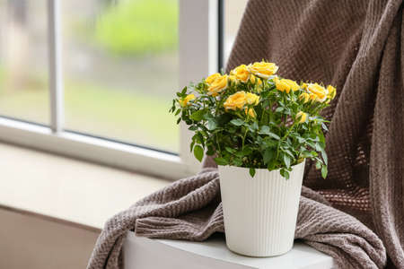 Beautiful yellow rose in pot on table near windowの写真素材