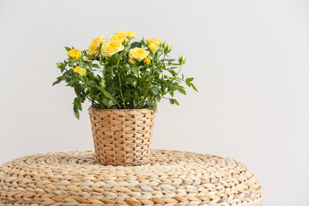 Beautiful yellow rose in pot near color wallの写真素材