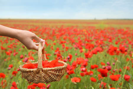Woman holding basket with beautiful poppy flowers in fieldの写真素材